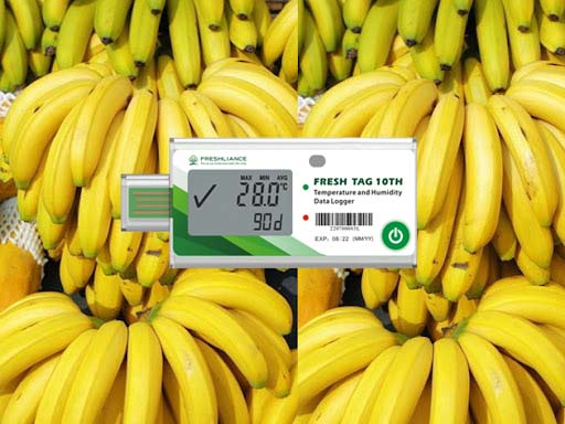 Banana disposable temperature data logger price